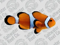 Check out this classic Ocellaris Clownfish