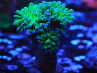 Each coral you receive features three identical