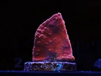 Check out this Hot Pink Montipora Cap