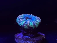 Australian Button Coral (Scolymia)