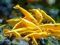 Golden Back Neocaridina Shrimp