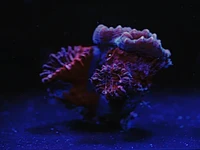 Check out these beautiful reef coral frags with vibrant colors