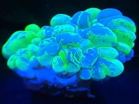 Toxic Green Bubble Coral
