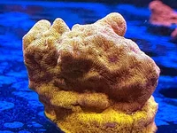 24K Lepto is a stunning wrinkle coral