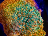 The RR Tropic Thunder Montipora is an easy-to-care-for SPS coral