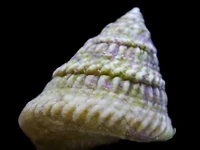 Astrea Snail