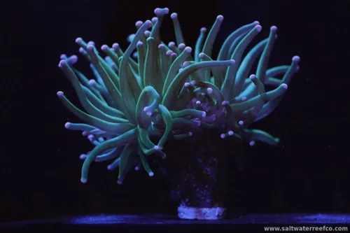 Check out these beautiful Torch Coral
