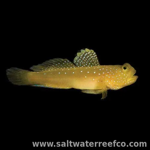 Yellow Watchman Goby