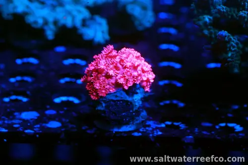 Red Goniopora features vibrant red polyps