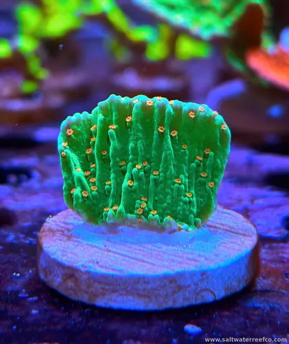 Bright, textured, and fully alive — these corals stand out in any reef
