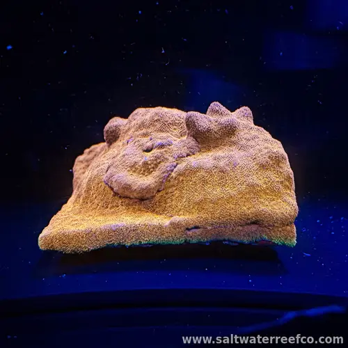Watermelon Psammacora is a fast-growing small polyp stony coral