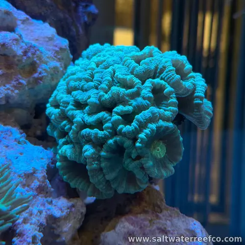 A hardy, fast-growing LPS coral that reproduces through fission