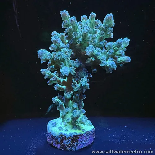 Soft Coral Colony – Fully Extended & Glowing
