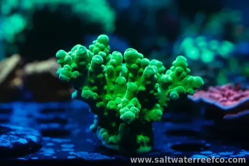 This vibrant SPS coral thrives