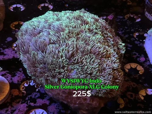 WYSIWYG Indo Silver Goniopora 🌿