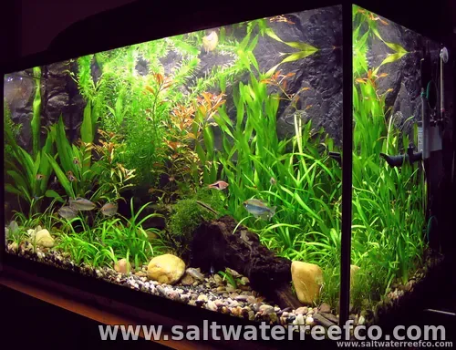 Aquarium Maintenance Services
