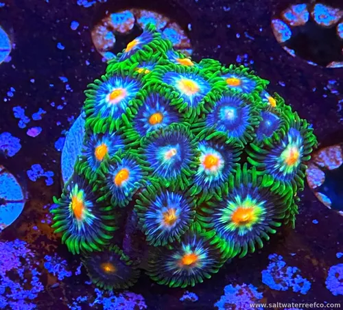 🎉 Get 10% OFF your first order