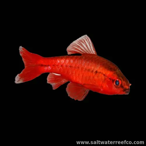Cherry Barbs