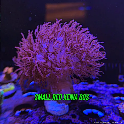 Small Red Xenia