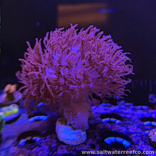 Red Xenia is a vibrant, fast-growing soft coral