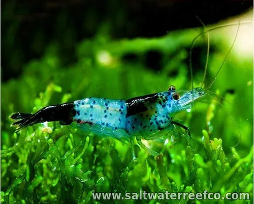 Black Rili Neocaridina Shrimp