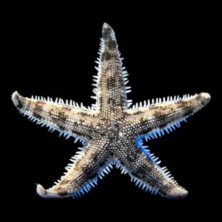 Starfish Sand Sifting