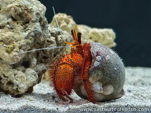 Giant Hermit Crab