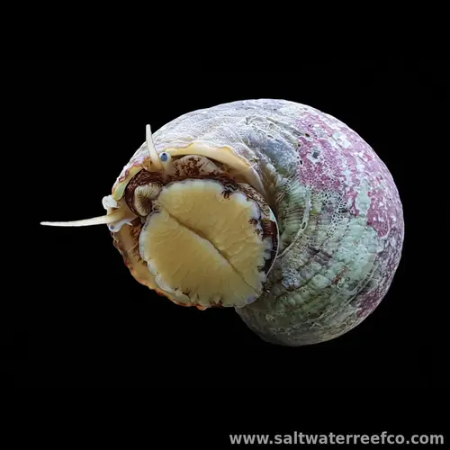 Tropical Turbo Snail