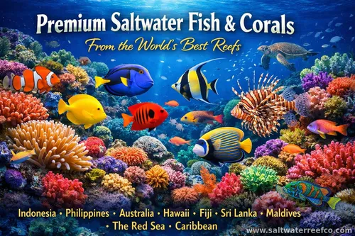 SaltwaterReefCo, aquarium installation, maintenance, IL