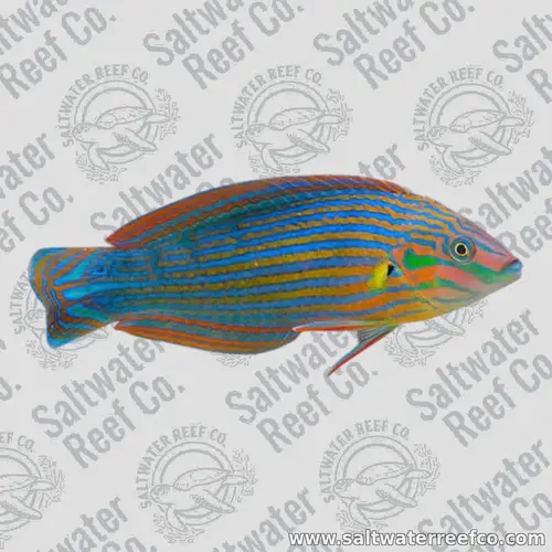 Melanurus Wrasse Melanurus Wrasse