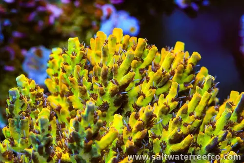 Acropora are the crown jewel of the SPS world