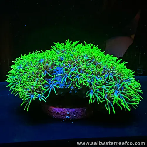 Green Star Polyps are hardy soft corals