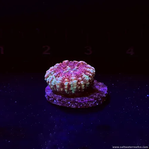 Check out these beautiful Blastomussa