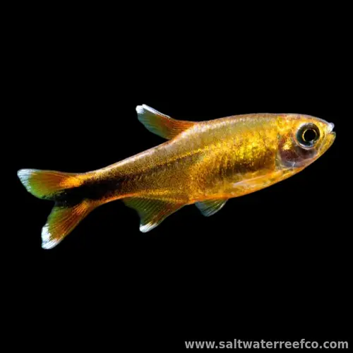 Silver Tip Tetra