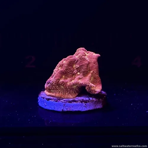 Check out this Dragon Soul Favia Frag