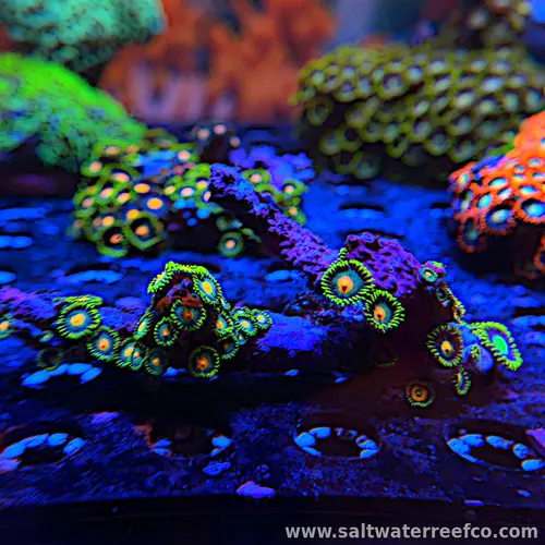 Wild Zoa Frag