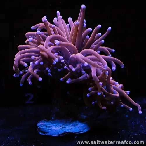 Torch corals (Euphyllia glabrescens)