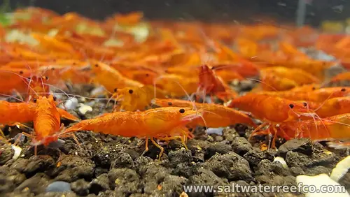 Blood Sunkist Neocaridina Shrimp