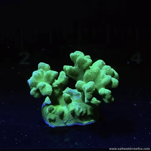 Check out this Neon Green Stylophora Frag
