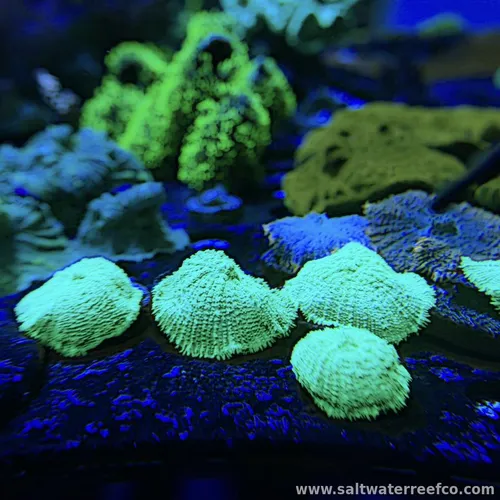 Check out these beautiful Green Mushroom Corals (Discosoma)