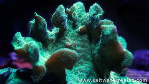 The Cactus Pavona is an SPS coral