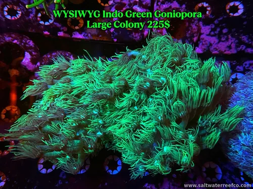WYSIWYG Indo Green Goniopora Large colony