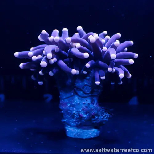 Malaysian Joker Torch co