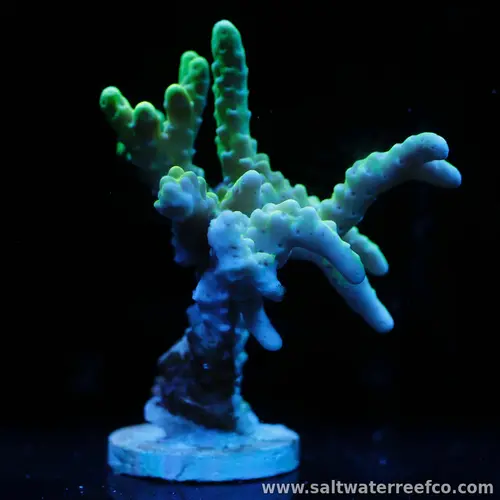 Gold Staff Anacropora is a stunning branching coral