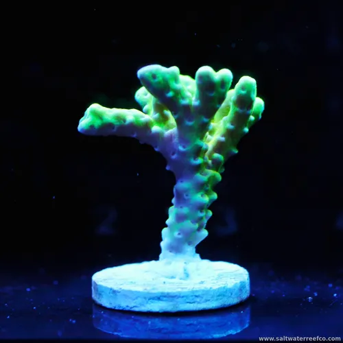 Check out this Neon Green Acropora Frag