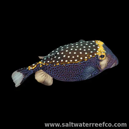 Blue Boxfish