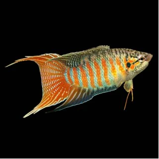Paradise Gourami