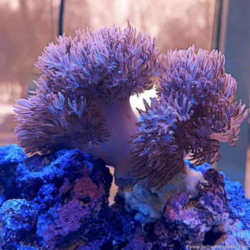 Soft Coral Movement You Can’t Beat