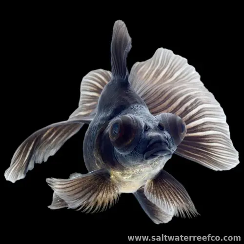 Black Fan Moor Goldfish