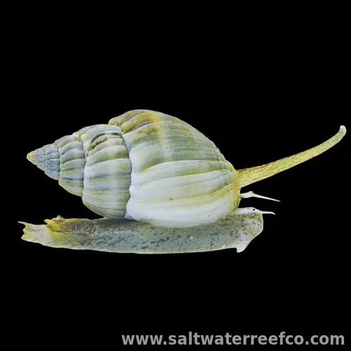 Dog Conch Snail